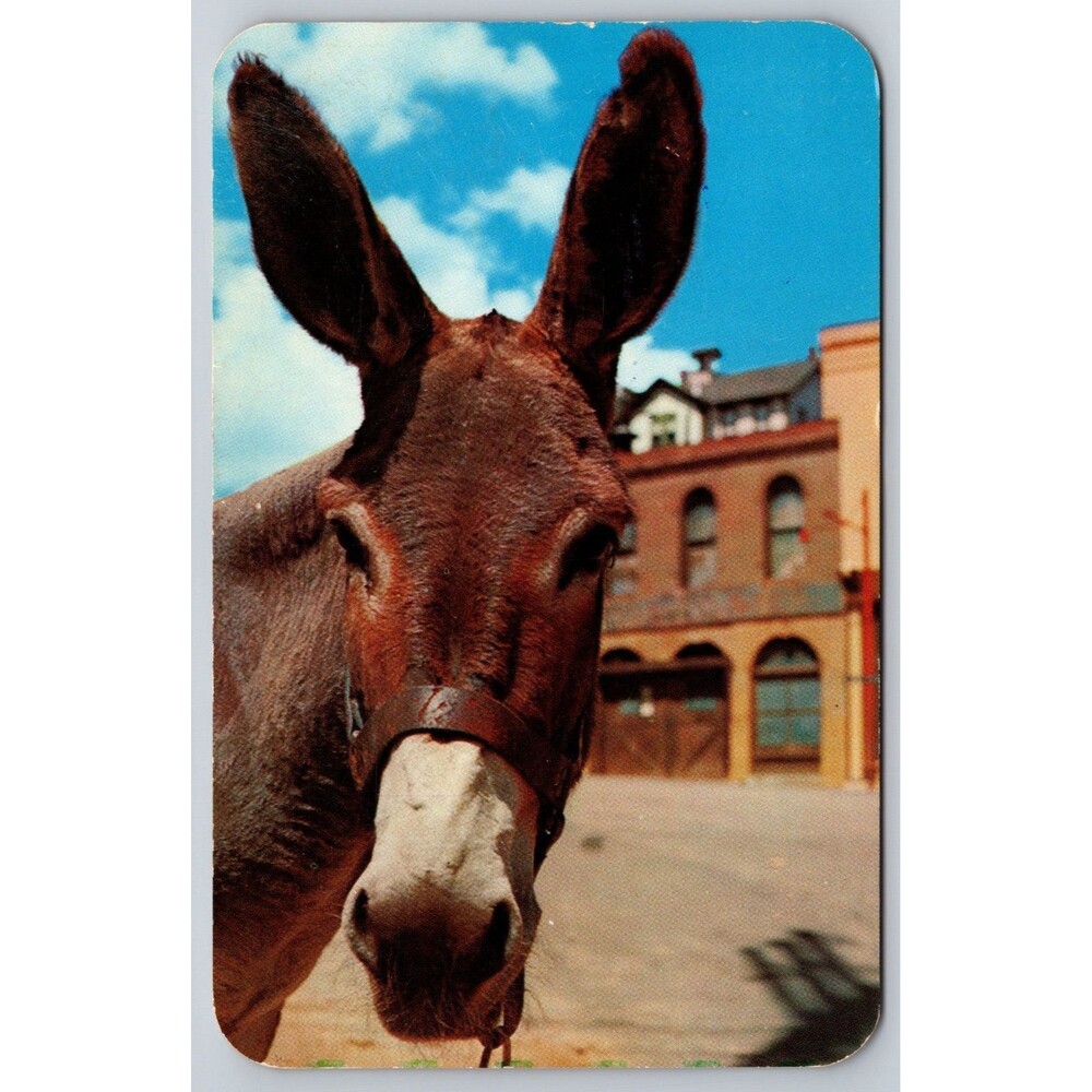 1960 Central City Colorado Postcard Burro Rocky Mountain Canary Sanborn 3883